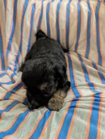 Puppers, a male Morkie for sale in London, KY – 7 of 9