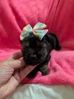 Sadie, a female Morkie for sale in London, KY – 3 of 10