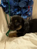 Puppers, a male Morkie for sale in London, KY – 10 of 10
