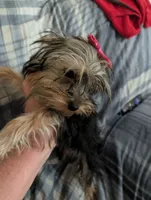 Maggie , a female Yorkshire Terrier for sale in London, KY – 1 of 8