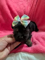 Sadie, a female Morkie for sale in London, KY – 2 of 10