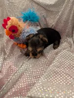Max, a male Yorkshire Terrier for sale in London, KY – Photo 7 of 10