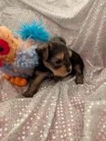 Max, a male Yorkshire Terrier for sale in London, KY – Photo 5 of 10