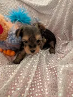 Max, a male Yorkshire Terrier for sale in London, KY – Photo 2 of 10