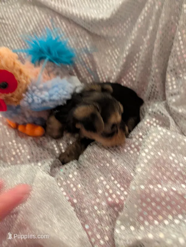 Max – Yorkshire Terrier puppy for sale in London, KY