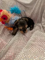 Max, a male Yorkshire Terrier for sale in London, KY – Photo 9 of 10