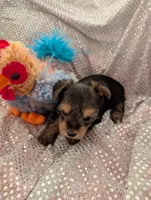 Max, a male Yorkshire Terrier for sale in London, KY – Photo 4 of 10