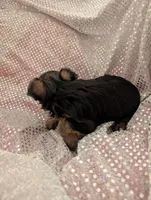 Max, a male Yorkshire Terrier for sale in London, KY – Photo 8 of 10