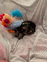 Max, a male Yorkshire Terrier for sale in London, KY – Photo 6 of 10