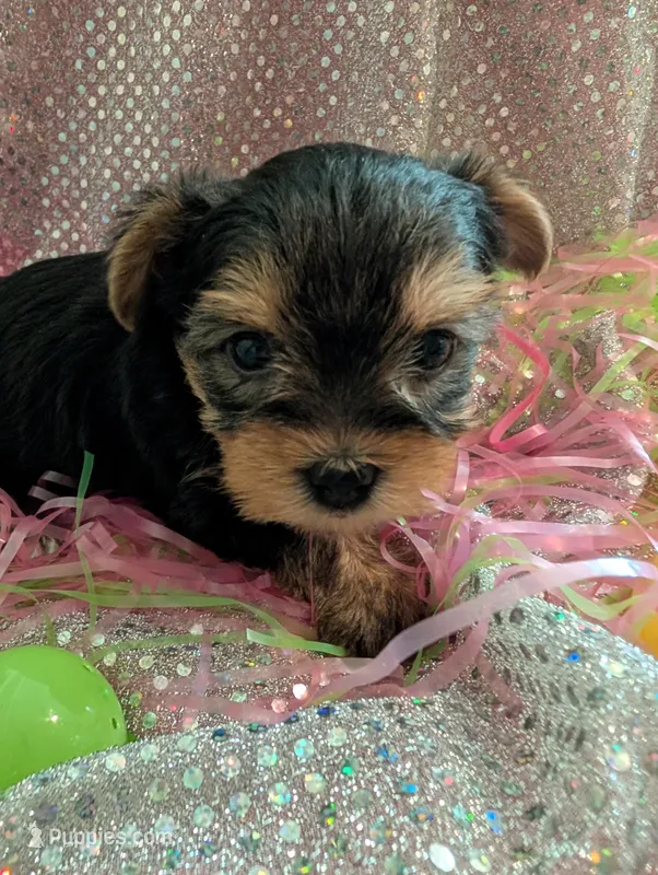 Max – Yorkshire Terrier puppy for sale in London, KY