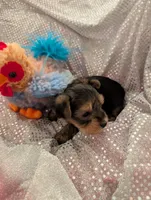 Max, a male Yorkshire Terrier for sale in London, KY – Photo 3 of 10