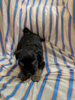 Puppers, a male Morkie for sale in London, KY – 2 of 9
