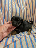 Harley, a male Morkie for sale in London, KY – 3 of 10