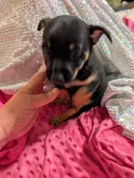 Happy, a male Chorkie for sale in London, KY – 5 of 6