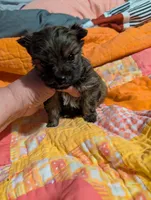 Sofia , a female Morkie for sale in London, KY – Photo 9 of 10
