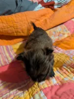 Sofia , a female Morkie for sale in London, KY – Photo 2 of 10