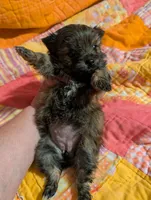Sofia , a female Morkie for sale in London, KY – Photo 8 of 10