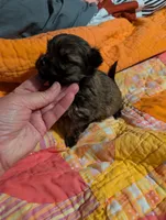 Sofia , a female Morkie for sale in London, KY – Photo 4 of 10