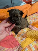 Sofia , a female Morkie for sale in London, KY – Photo 1 of 10
