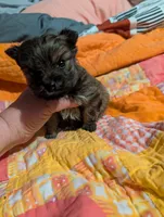 Sofia , a female Morkie for sale in London, KY – Photo 10 of 10