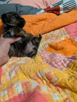 Sofia , a female Morkie for sale in London, KY – Photo 7 of 10