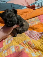 Sofia , a female Morkie for sale in London, KY – Photo 3 of 10