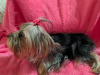 Maggie , a female Yorkshire Terrier for sale in London, KY – 6 of 10