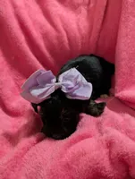 Jelly bean, a female Morkie for sale in London, KY – 10 of 10