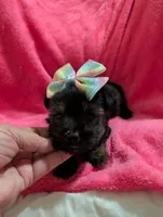 Sadie, a female Morkie for sale in London, KY – 9 of 10