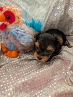 Maverick , a male Yorkshire Terrier for sale in London, KY – Photo 6 of 10