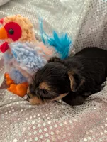Maverick , a male Yorkshire Terrier for sale in London, KY – Photo 2 of 10