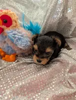 Maverick , a male Yorkshire Terrier for sale in London, KY – Photo 4 of 10