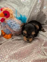 Maverick , a male Yorkshire Terrier for sale in London, KY – Photo 9 of 10