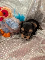 Maverick , a male Yorkshire Terrier for sale in London, KY – Photo 8 of 10