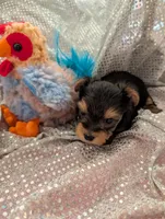 Maverick , a male Yorkshire Terrier for sale in London, KY – Photo 5 of 10