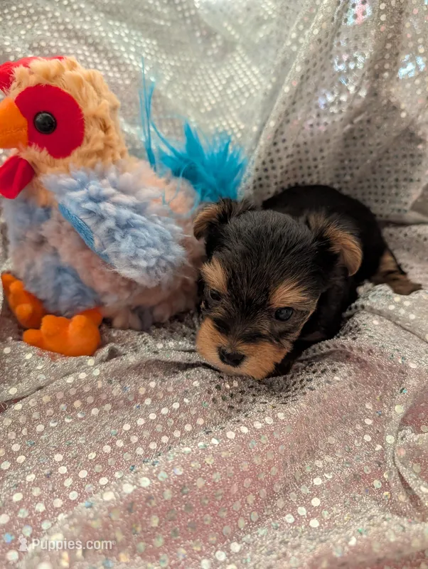 Maverick  – Yorkshire Terrier puppy for sale in London, KY