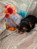 Maverick , a male Yorkshire Terrier for sale in London, KY – Photo 7 of 10