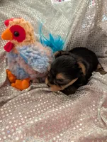 Maverick , a male Yorkshire Terrier for sale in London, KY – Photo 10 of 10