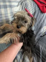 Maggie , a female Yorkshire Terrier for sale in London, KY – 4 of 10