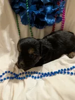 Harley, a male Morkie for sale in London, KY – 10 of 10