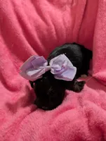 Jelly bean, a female Morkie for sale in London, KY – 2 of 10