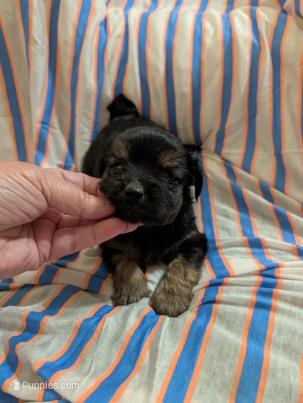 Puppers – Morkie puppy for sale in London, KY