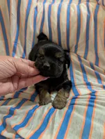 Puppers, a male Morkie for sale in London, KY – 1 of 9