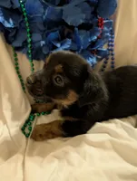 Puppers, a male Morkie for sale in London, KY – 2 of 10