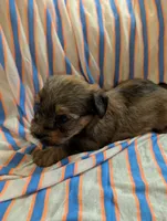 Hershey , a male Morkie for sale in London, KY – 7 of 10