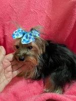Maggie , a female Yorkshire Terrier for sale in London, KY – 3 of 10