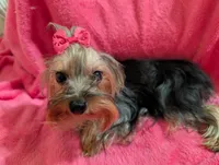 Maggie , a female Yorkshire Terrier for sale in London, KY – 2 of 10