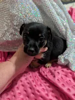 Happy, a male Chorkie for sale in London, KY – 6 of 6
