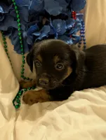 Puppers, a male Morkie for sale in London, KY – 7 of 10