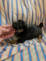 Harley, a male Morkie for sale in London, KY – 4 of 10